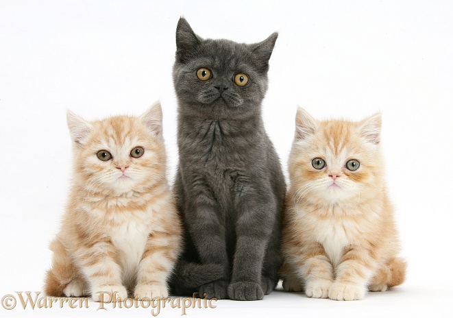 Grey kitten and younger ginger kittens, white background