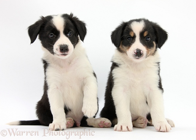 Border Collie pups, 6 weeks old, white background
