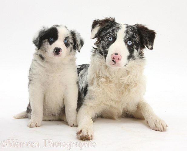 Merle Border Collie dog, Reef, with a pup, 6 weeks old, white background