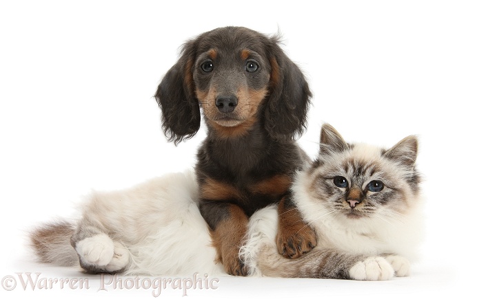 Tabby-point Birman cat with blue-and-tan Dachshund pup, Baloo, 15 weeks old, white background