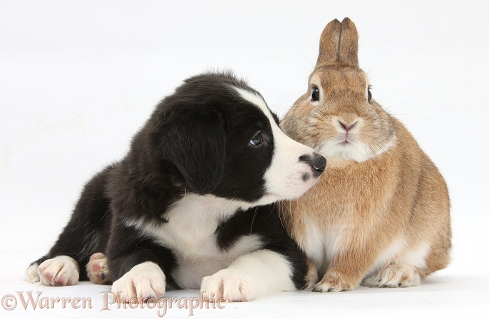 Black-and-white Border Collie pup and Sandy Netherland-cross rabbit, Peter, white background