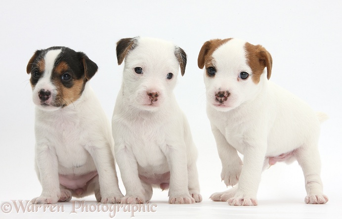 Three Jack Russell Terrier puppies, 4 weeks old, white background