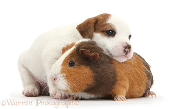 Jack Russell Terrier puppy, 4 weeks old, and Guinea pig, white background