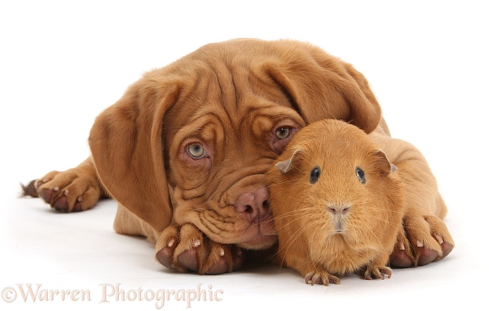 Dogue de Bordeaux puppy, Freya, 10 weeks old, with red Guinea pig, white background