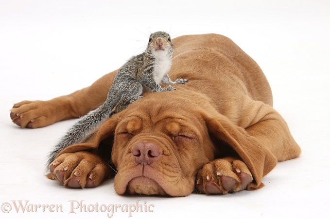 Dogue de Bordeaux puppy, Freya, 10 weeks old, sleeping with Grey Squirrel under her ear, white background