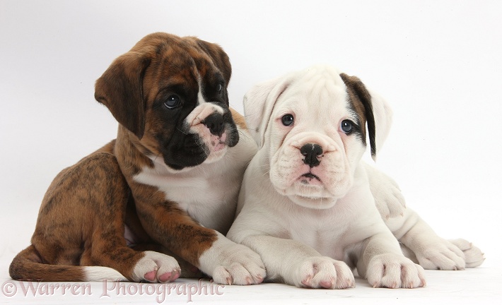 Two Boxer puppies lounging, white background
