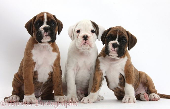 Three Boxer puppies sitting, white background