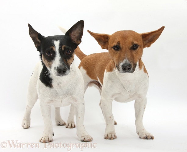 Jack Russell Terrier dog, Rockie, and bitch, Rubie, white background
