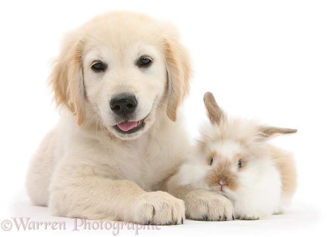 Golden Retriever dog pup, Oscar, 3 months old, and young fluffy rabbit, white background