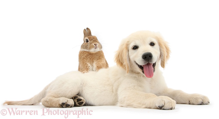 Netherland-cross rabbit, Peter, looking over the back of Golden Retriever dog pup, Oscar, 3 months old, white background
