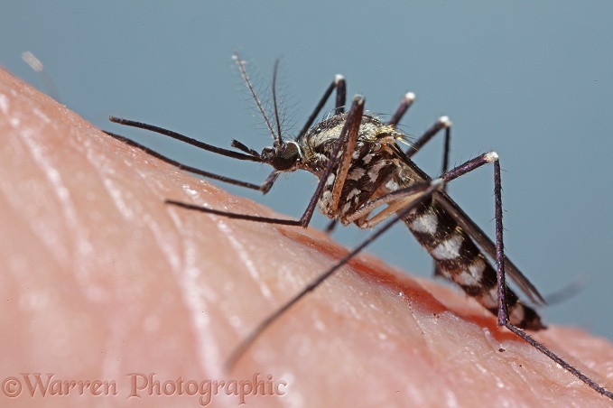 Mosquito (Aedes punctor) female on human arm