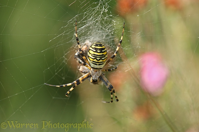 Wasp Spider (Argiope bruennichi) female in web