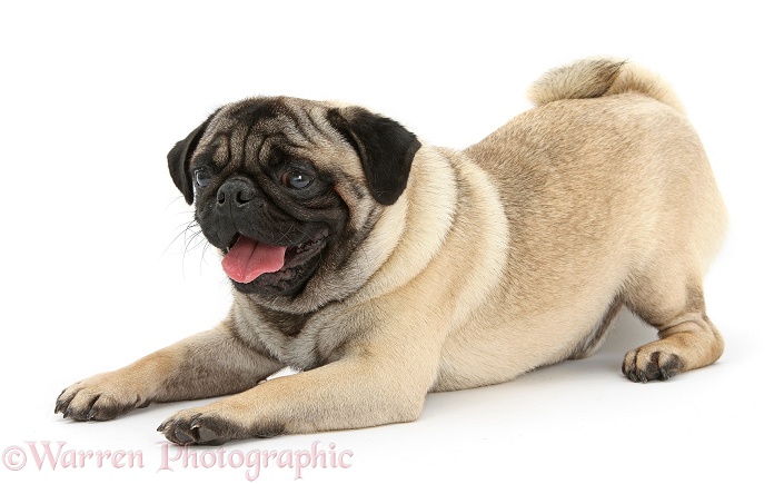 Fawn Pug dog, in play-bow attitude, white background