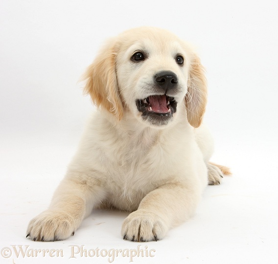 Golden Retriever dog pup, Oscar, 3 months old, lying with head up, white background