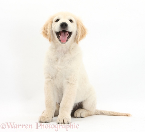 Golden Retriever dog pup, Oscar, 3 months old, sitting, white background