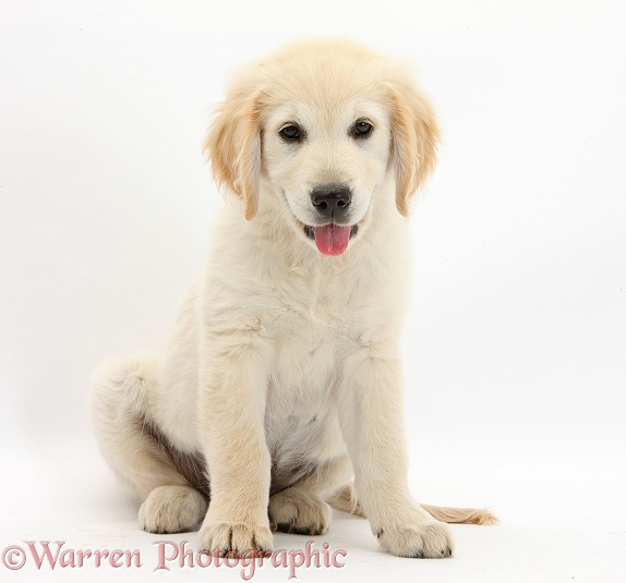Golden Retriever dog pup, Oscar, 3 months old, sitting, white background