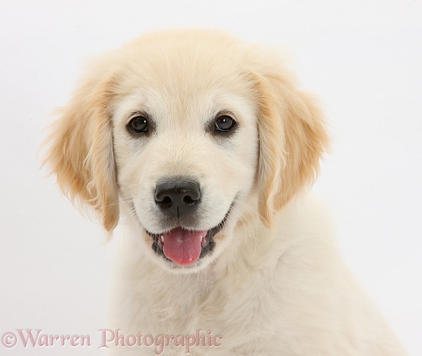 Golden Retriever dog pup, Oscar, 3 months old, with smiley face and tongue out, white background