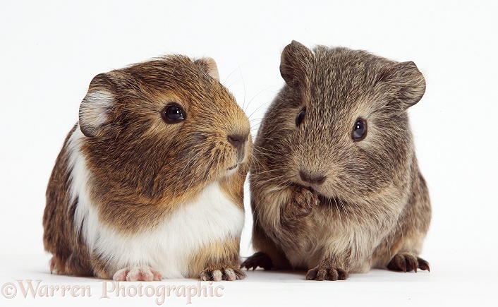 Two young Guinea pigs, white background