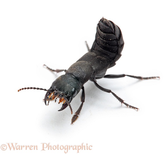 Devil's Coach-horse Beetle (Staphylinus olens) in defensive posture, white background