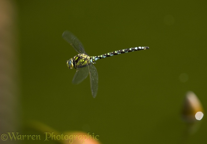 Southern Hawker Dragonfly (Aeshna cyanea) male in flight