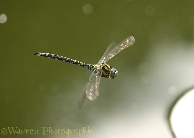Southern Hawker Dragonfly (Aeshna cyanea) male in flight