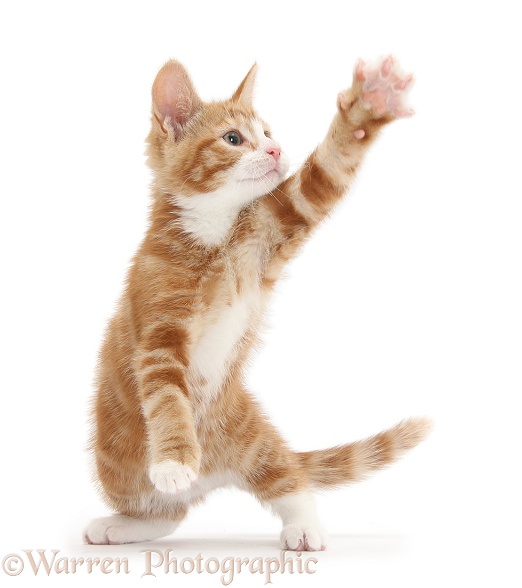 Ginger kitten, Ollie, 10 weeks old, reaching up with a paw, white background