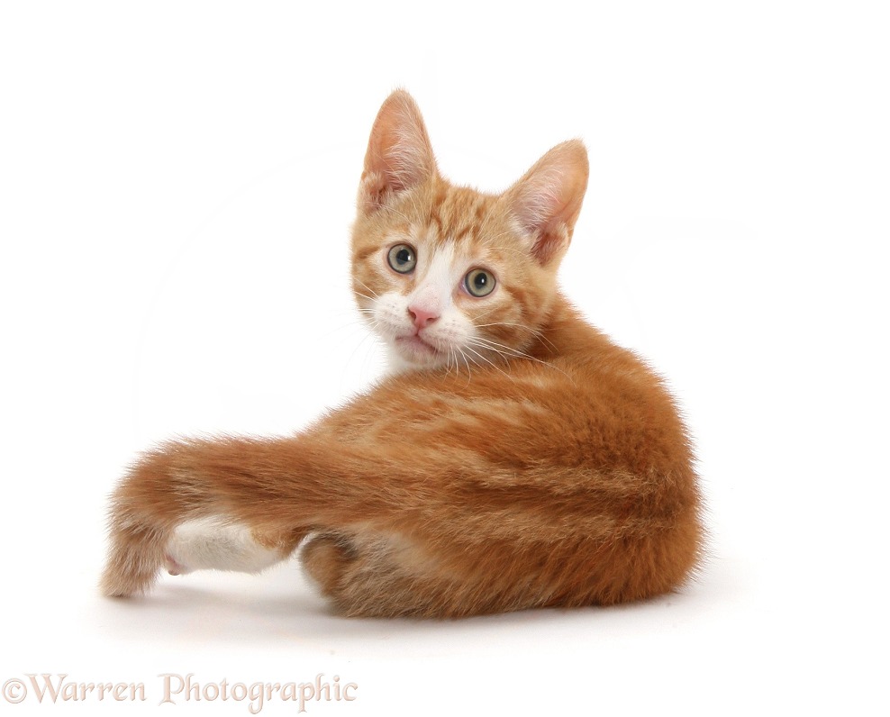 Ginger kitten, Ollie, 10 weeks old, looking over his shoulder, white background