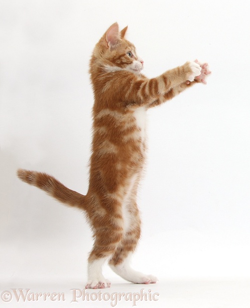 Ginger kitten, Ollie, 10 weeks old, standing up with raised paws, white background