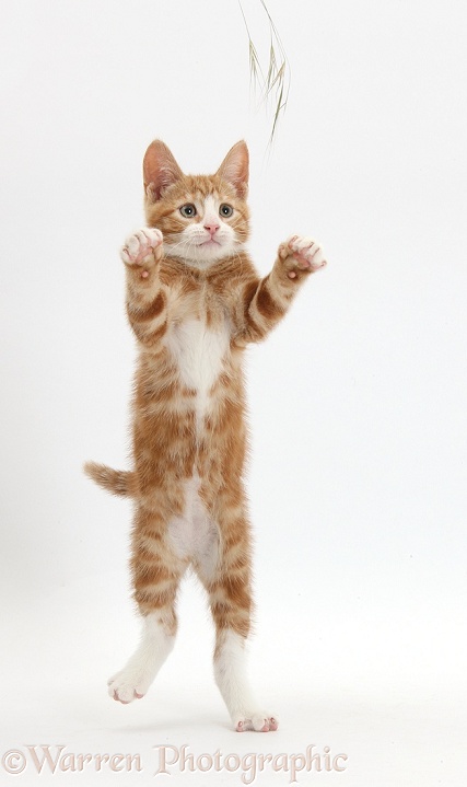 Ginger kitten, Ollie, 10 weeks old, standing up with raised paws, white background