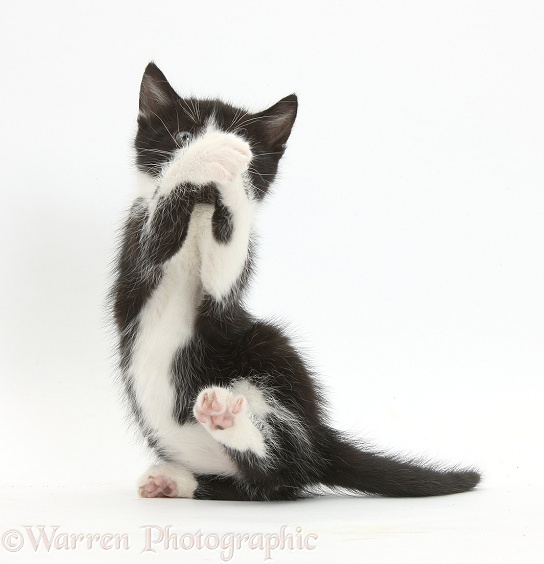 Playful black-and-white kitten, 6 weeks old, white background