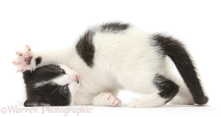 Playful black-and-white kitten, 6 weeks old, white background