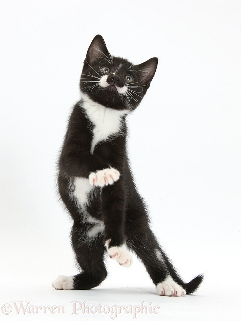 Black-and-white tuxedo male kitten, Tuxie, 8 weeks old, dancing, white background