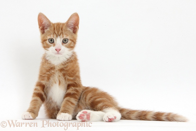 Ginger kitten, Ollie, 10 weeks old, sitting, white background