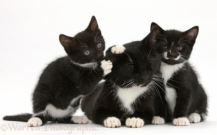 Black-and-white tuxedo mother cat and two kittens, 7 weeks old, white background