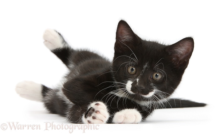 Black-and-white tuxedo kitten, Tuxie, 9 weeks old, playfully rolling, white background