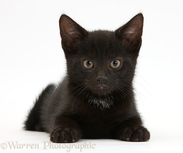 Black male kitten, Buxie, 8 weeks old, lying with head up, white background