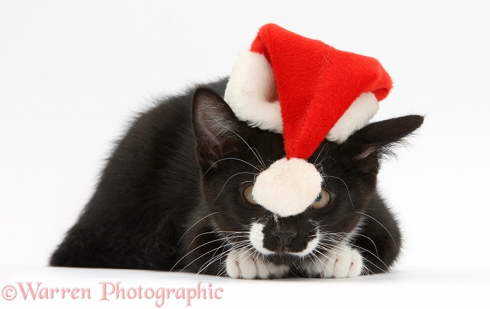 Black-and-white tuxedo kitten, Tuxie, 10 weeks old, hiding behind the bobble of his Father Christmas hat, white background