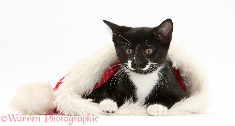Black-and-white tuxedo kitten, Tuxie, 10 weeks old, lying inside a Father Christmas hat, white background