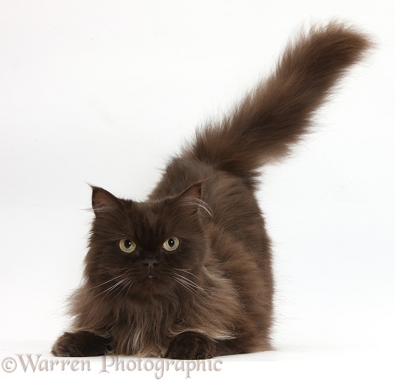 Chocolate cat, Chanel, crouching with tail up, white background