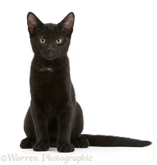 Black male kitten, Buxie, 3 months old, sitting, white background