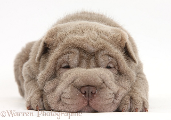 Shar Pei pup lying with chin on the floor, white background