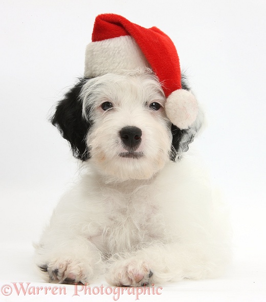 Jack-a-poo (Poodle x Jack Russell Terrier) bitch pup, Pukka, 10 weeks old, wearing Father Christmas hat, white background