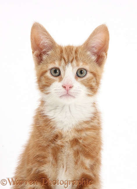 Ginger kitten, Ollie, 10 weeks old, white background