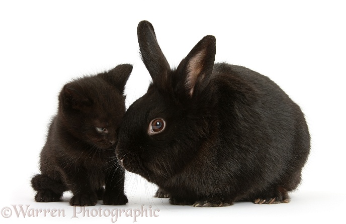 Black kitten, 7 weeks old, and black rabbit, white background