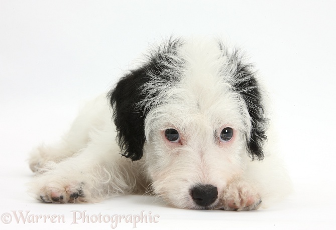Jack-a-poo (Poodle x Jack Russell Terrier) bitch pup, Pukka, 10 weeks old, with chin resting on the floor, white background
