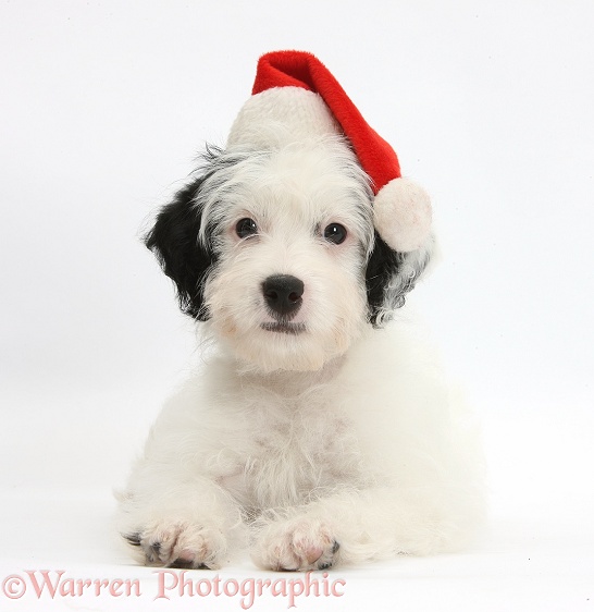 Jack-a-poo (Poodle x Jack Russell Terrier) bitch pup, Pukka, 10 weeks old, wearing Father Christmas hat, white background