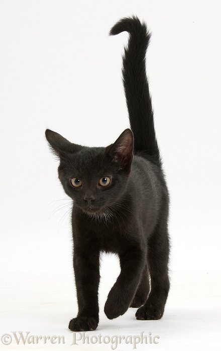 Black male kitten, Buxie, 12 weeks old, walking forward, white background