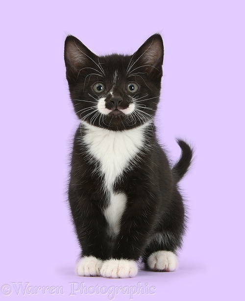 Black-and-white tuxedo male kitten, Tuxie, 7 weeks old, sitting, white background