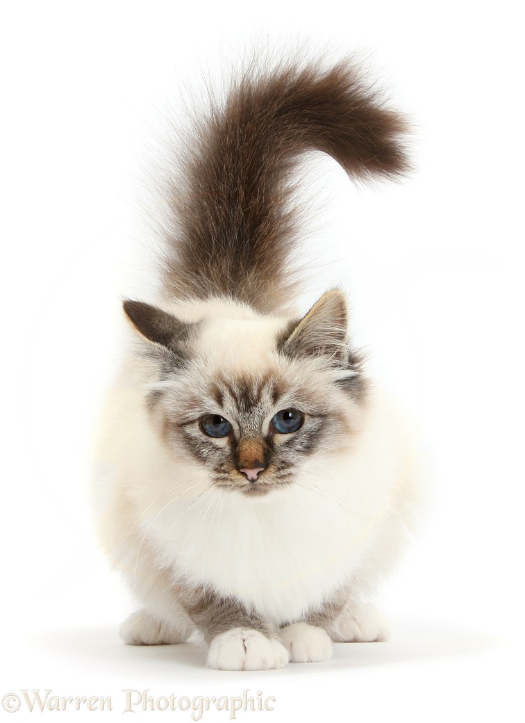 Tabby-point Birman cat, 5 months old, white background