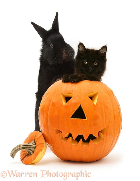 Black Maine Coon kitten and black rabbit with Halloween Pumpkin, white background